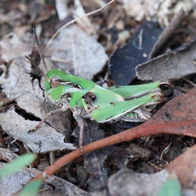 Oedaleus australis (Australian Oedaleus) at Yarralumla, ACT - 16 Jan 2022 by ConBoekel