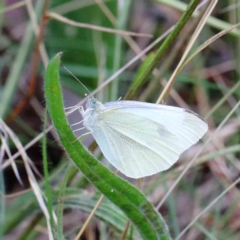 Pieris rapae (Cabbage White) at Yarralumla, ACT - 16 Jan 2022 by ConBoekel