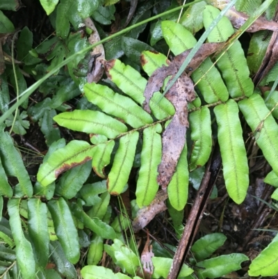 Blechnum wattsii (Hard Water Fern) at Harolds Cross, NSW - 14 Jan 2022 by Tapirlord