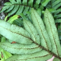 Blechnum wattsii at Harolds Cross, NSW - 15 Jan 2022