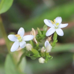 Centaurium erythraea (Common Centaury) at Yarralumla, ACT - 15 Jan 2022 by ConBoekel