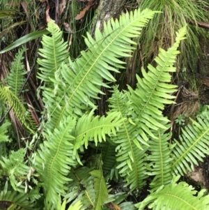 Blechnum nudum at Harolds Cross, NSW - 15 Jan 2022 10:21 AM