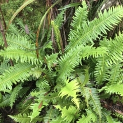 Blechnum nudum at Harolds Cross, NSW - 15 Jan 2022 10:21 AM