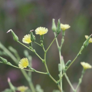 Lactuca serriola at Yarralumla, ACT - 16 Jan 2022 09:31 AM