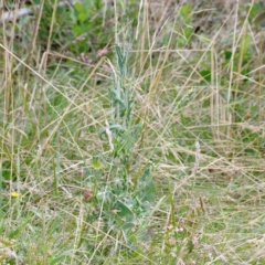 Lactuca serriola at Yarralumla, ACT - 16 Jan 2022