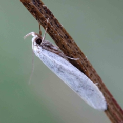 Zacorus carus (White Wingia) at Yarralumla, ACT - 16 Jan 2022 by ConBoekel