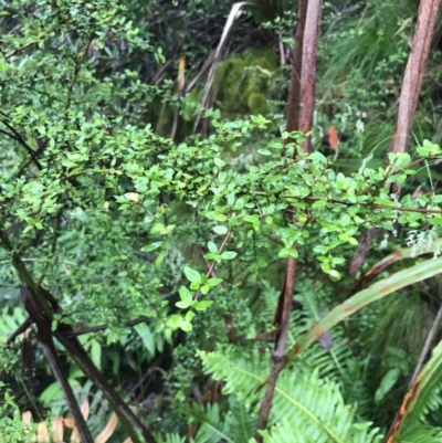 Bursaria spinosa (Native Blackthorn, Sweet Bursaria) at Harolds Cross, NSW - 14 Jan 2022 by Tapirlord