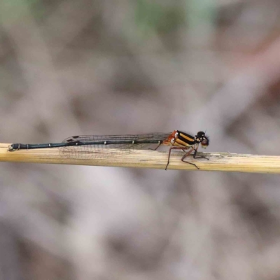 Nososticta solida (Orange Threadtail) at Lake Burley Griffin West - 16 Jan 2022 by ConBoekel