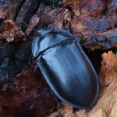 Pterohelaeus striatopunctatus (Darkling beetle) at Yarralumla, ACT - 15 Jan 2022 by ConBoekel