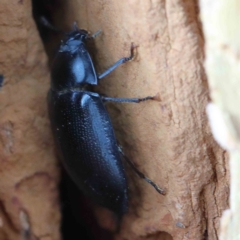 Pterohelaeus striatopunctatus at Yarralumla, ACT - 16 Jan 2022 09:12 AM