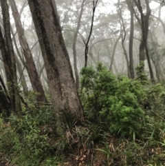 Eucalyptus fastigata at Captains Flat, NSW - 15 Jan 2022