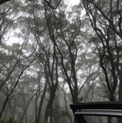 Eucalyptus fastigata at Captains Flat, NSW - 15 Jan 2022