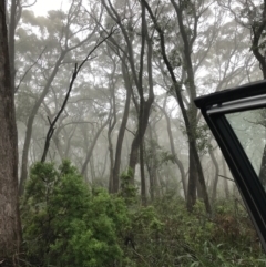 Eucalyptus fastigata at Captains Flat, NSW - 15 Jan 2022