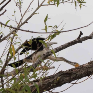 Anhinga novaehollandiae at Yarralumla, ACT - 16 Jan 2022