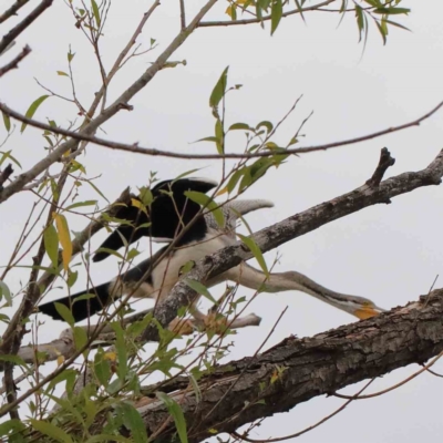 Anhinga novaehollandiae (Australasian Darter) at Yarralumla, ACT - 15 Jan 2022 by ConBoekel