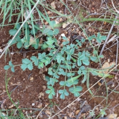 Sanguisorba minor (Salad Burnet, Sheep's Burnet) at Blue Gum Point to Attunga Bay - 15 Jan 2022 by ConBoekel