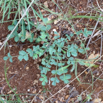 Sanguisorba minor (Salad Burnet, Sheep's Burnet) at Yarralumla, ACT - 16 Jan 2022 by ConBoekel