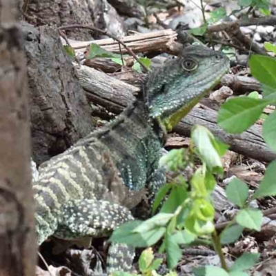 Intellagama lesueurii howittii (Gippsland Water Dragon) at Yarralumla, ACT - 16 Jan 2022 by ConBoekel