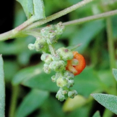 Einadia nutans subsp. nutans (Climbing Saltbush) at Yarralumla, ACT - 16 Jan 2022 by ConBoekel