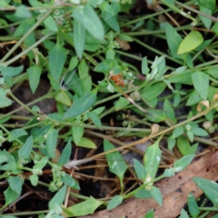 Einadia nutans subsp. nutans at Yarralumla, ACT - 16 Jan 2022 08:59 AM