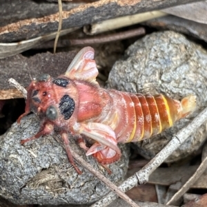 Pauropsalta mneme at Wamboin, NSW - 12 Dec 2021