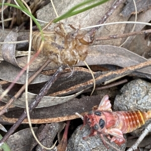 Pauropsalta mneme at Wamboin, NSW - 12 Dec 2021