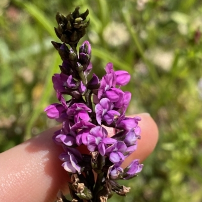 Cullen microcephalum (Dusky Scurf-pea) at Wamboin, NSW - 12 Dec 2021 by NedJohnston