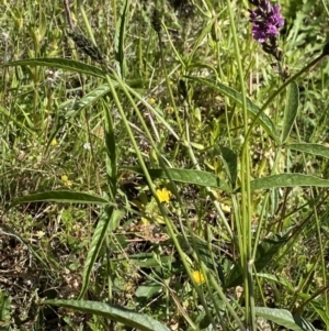 Cullen microcephalum at Wamboin, NSW - suppressed