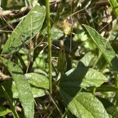 Cullen microcephalum at Wamboin, NSW - suppressed