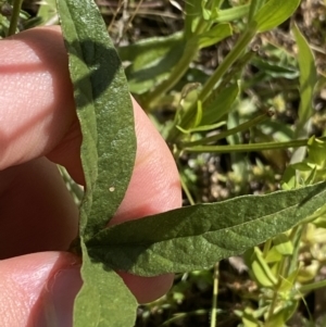 Cullen microcephalum at Wamboin, NSW - 12 Dec 2021