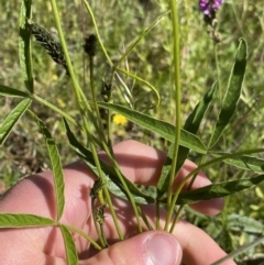 Cullen microcephalum at Wamboin, NSW - suppressed