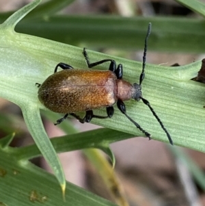 Ecnolagria grandis at Wamboin, NSW - 12 Dec 2021 10:21 AM