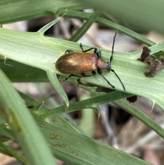 Ecnolagria grandis at Wamboin, NSW - 12 Dec 2021 10:21 AM