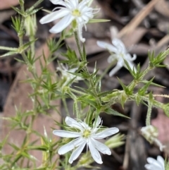 Stellaria pungens (Prickly Starwort) at Wamboin, NSW - 11 Dec 2021 by Ned_Johnston