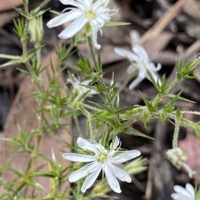 Stellaria pungens (Prickly Starwort) at Wamboin, NSW - 12 Dec 2021 by NedJohnston