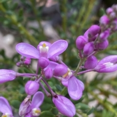 Comesperma ericinum (Heath Milkwort) at Bywong, NSW - 12 Dec 2021 by NedJohnston