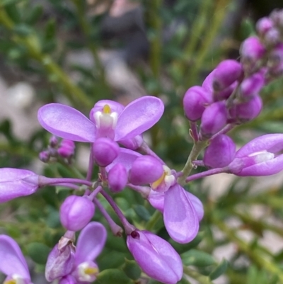 Comesperma ericinum (Heath Milkwort) at Bywong, NSW - 12 Dec 2021 by NedJohnston