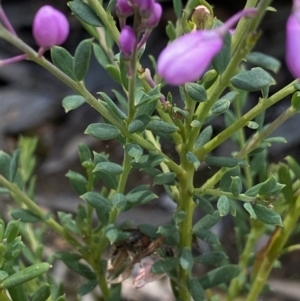 Comesperma ericinum at Bywong, NSW - 12 Dec 2021 10:14 AM