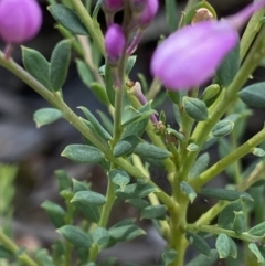 Comesperma ericinum at Bywong, NSW - 12 Dec 2021 10:14 AM