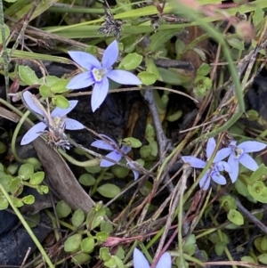 Isotoma fluviatilis subsp. australis at Bywong, NSW - 12 Dec 2021