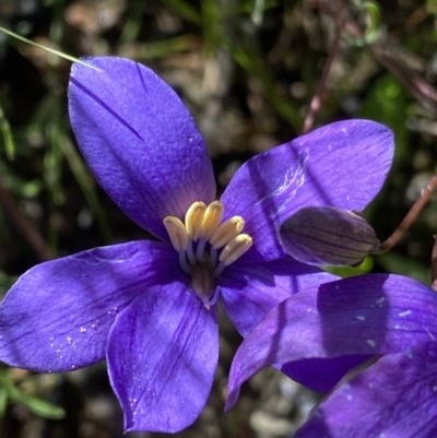 Cheiranthera linearis (Finger Flower) at Bywong, NSW - 11 Dec 2021 by Ned_Johnston