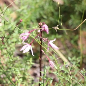 Dipodium punctatum at Tralee, NSW - 19 Jan 2022