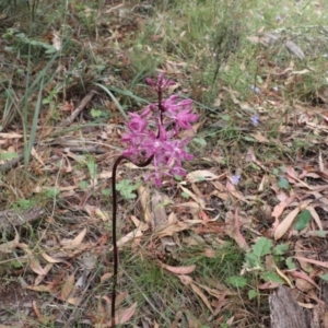 Dipodium punctatum at Tralee, NSW - 19 Jan 2022