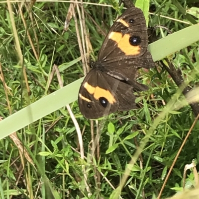 Tisiphone abeona (Varied Sword-grass Brown) at Farringdon, NSW - 14 Jan 2022 by Tapirlord