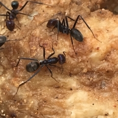 Iridomyrmex purpureus (Meat Ant) at Tallaganda State Forest - 15 Jan 2022 by Tapirlord