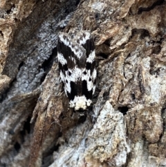 Barea confusella (A Concealer moth) at Wamboin, NSW - 12 Dec 2021 by Ned_Johnston