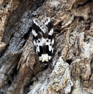 Barea confusella at Wamboin, NSW - suppressed