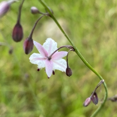 Arthropodium milleflorum (Vanilla Lily) at Wamboin, NSW - 12 Dec 2021 by Ned_Johnston