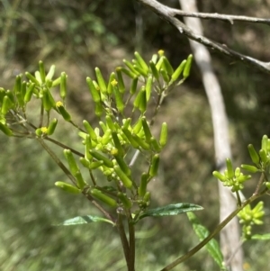 Senecio linearifolius at Wamboin, NSW - 12 Dec 2021