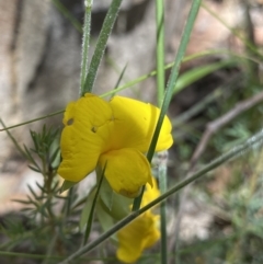 Gompholobium huegelii (pale wedge–pea) at Wamboin, NSW - 12 Dec 2021 by NedJohnston